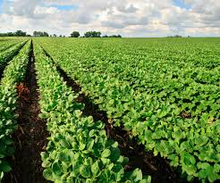 Organic field