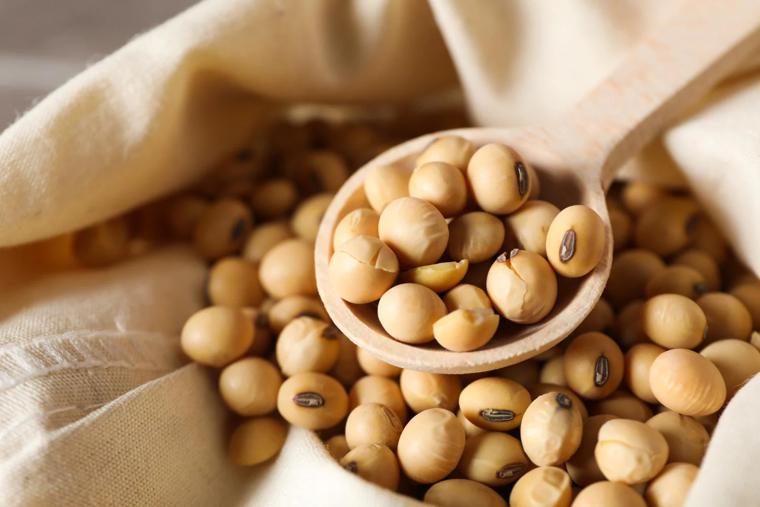 Soybean
