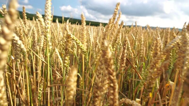 Grains